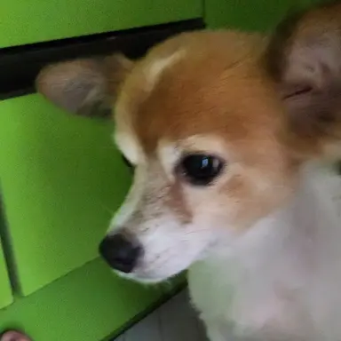 Profile image of 호따쨔