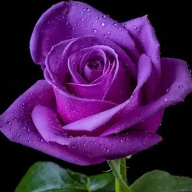 Profile image of 貴志ルオト