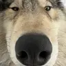 Profile image of 늑대