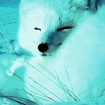 Profile image of 홍루