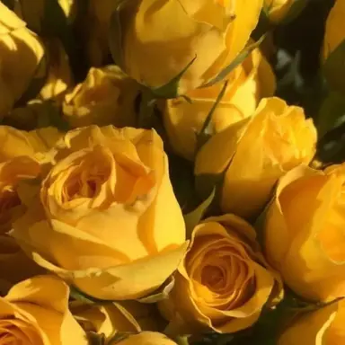 Profile image of 쪼만