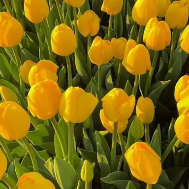 Profile image of 월 바이어스