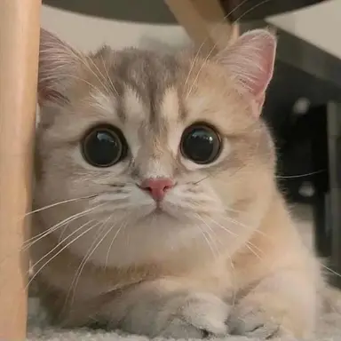 Profile image of 수진