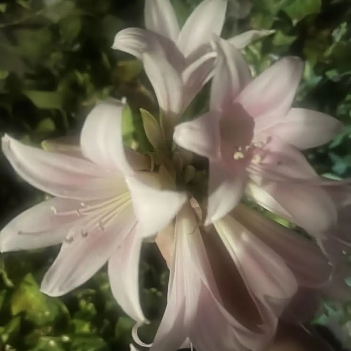 CreamyXerus4789의 愛してる・馴れ初め編