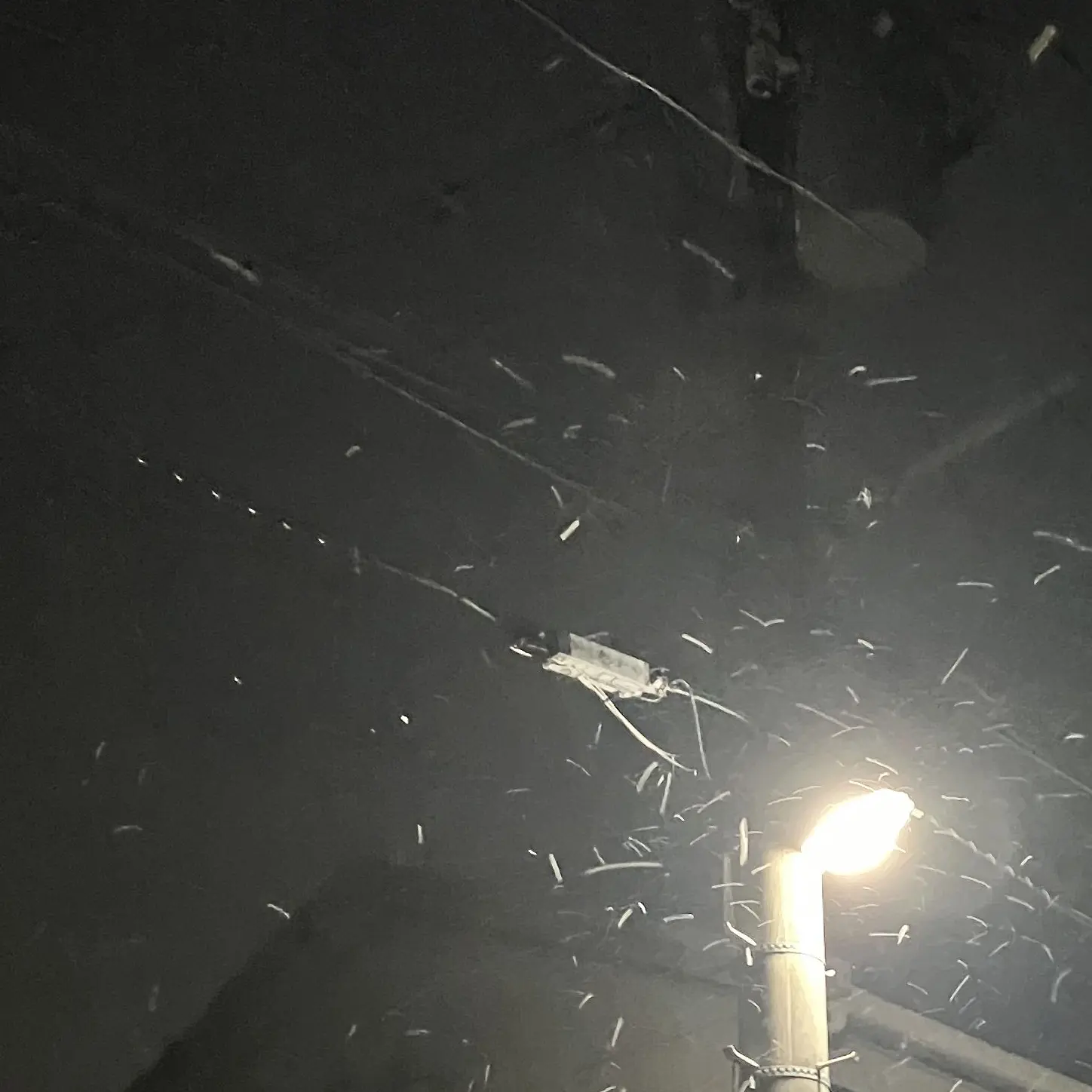 IdealLeech1002의 対象外