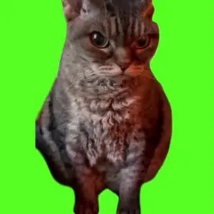 Profile image of Angry 고양이