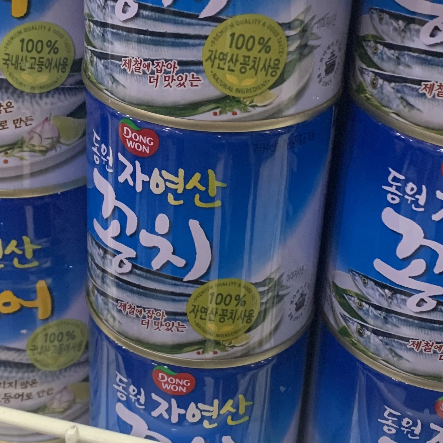 꽁치