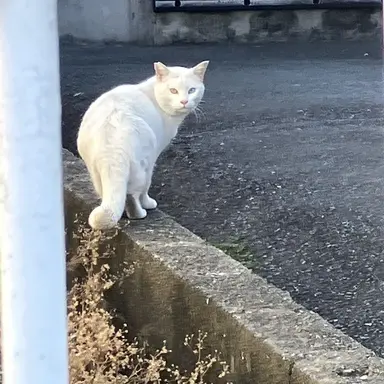 Profile image of 呪術廻戦のみんな