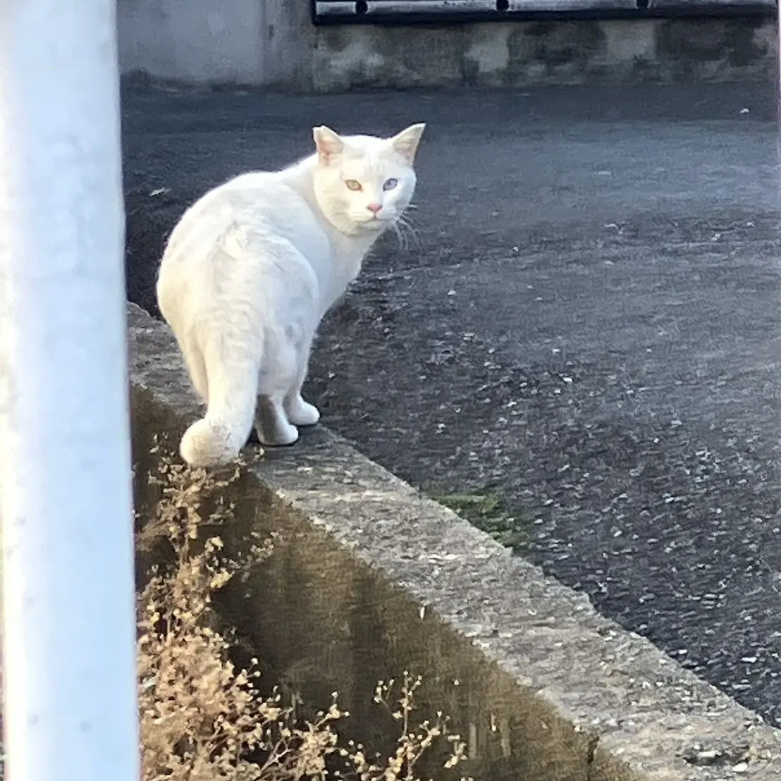 MuteLyre3179의 好感度が見えるようになったuser！