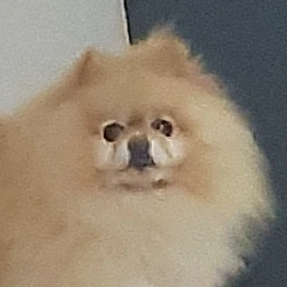 뽀삐