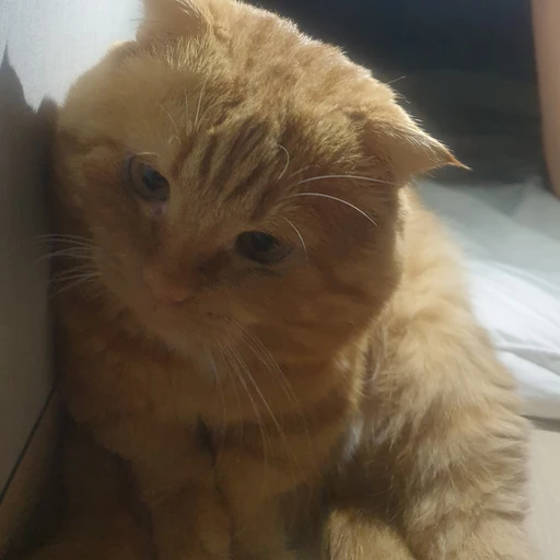 개
