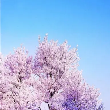 Profile image of 멜로우