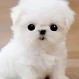 Profile image of 고고 프랜즈여우있음