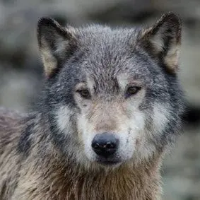 Profile image of 늑대
