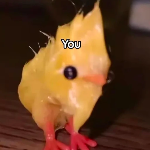 병아리