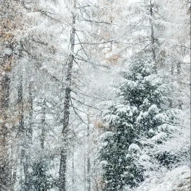 Profile image of 설화