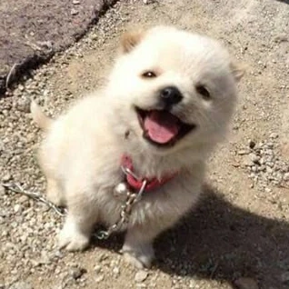 고시키 유우