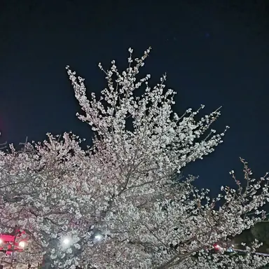 Profile image of 廉