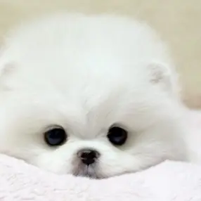 CoralFilm6537의 수학여행 동생을 대리고 왔다