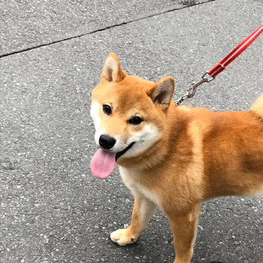 KamimuraHina의 こまくん