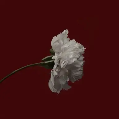 Profile image of 시리우스