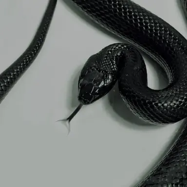 Profile image of 송 우기