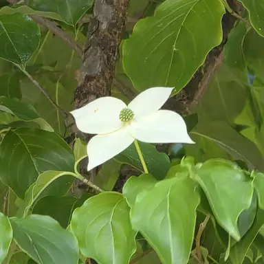 Profile image of ダンディ