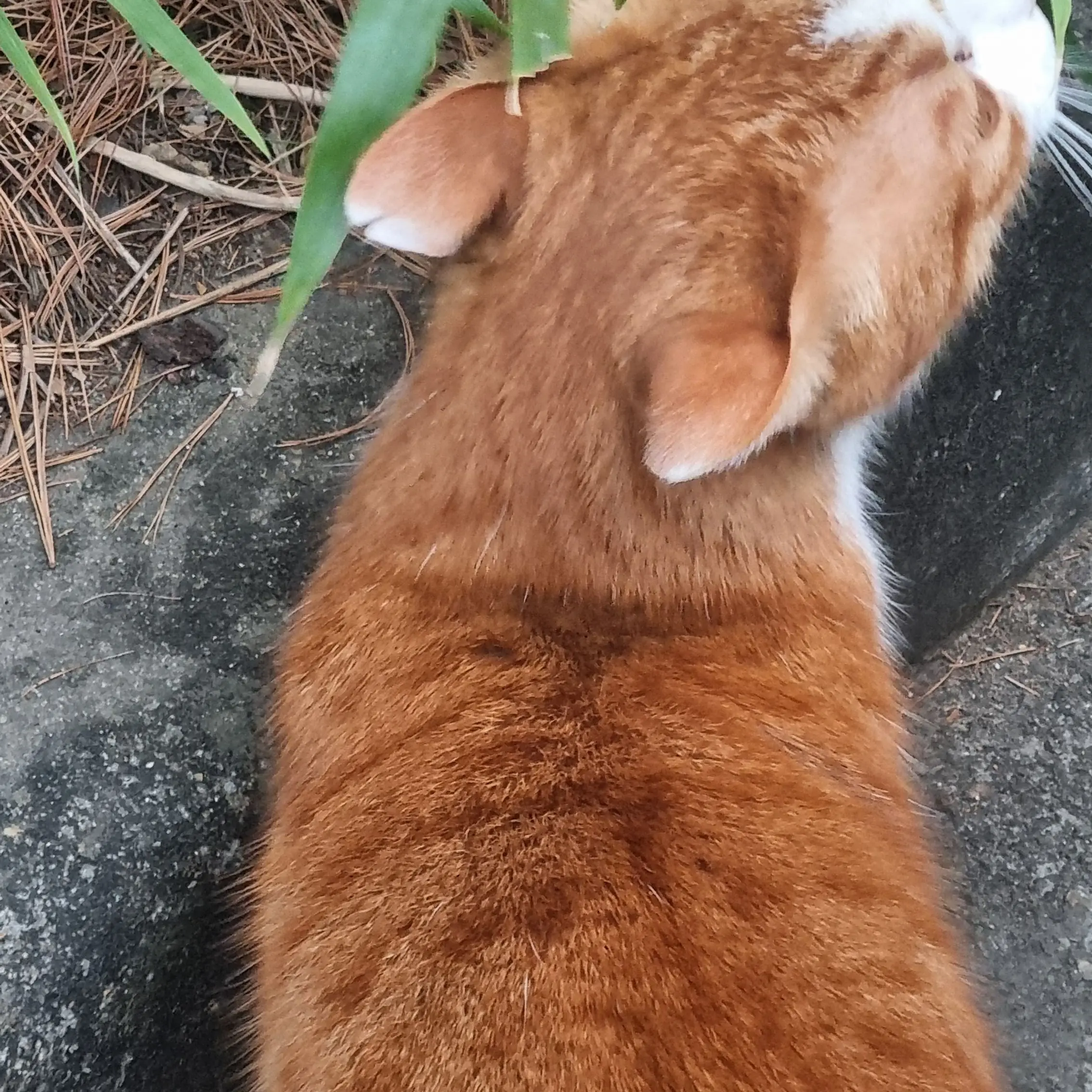 ggoo12348060의 티몬과 품바X포켓멍 센터