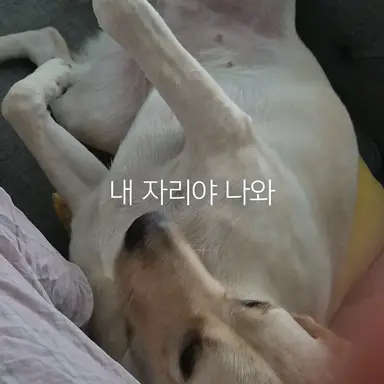 Profile image of 두유