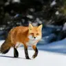 Profile image of 미시레 히아루