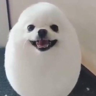 🚗💨Pom믕이둥이pom🚗💨 대표 이미지