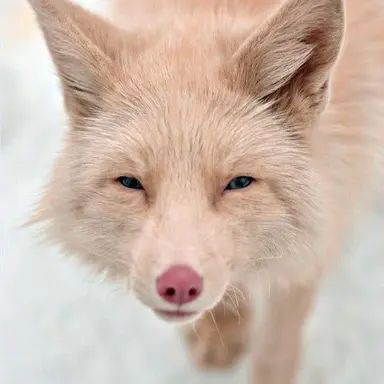 Profile image of 여우