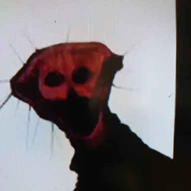 Profile image of ボイルドワン