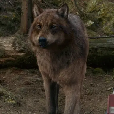 Profile image of Jacob