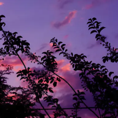 Profile image of 수현