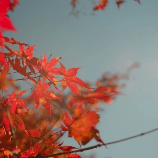 라더