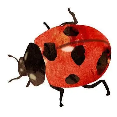 Profile image of レディバグ