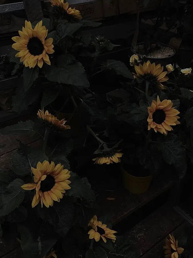 Lemon_m2m1118의 みてるよ