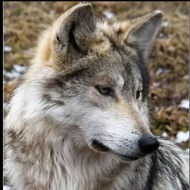 Profile image of 늑대