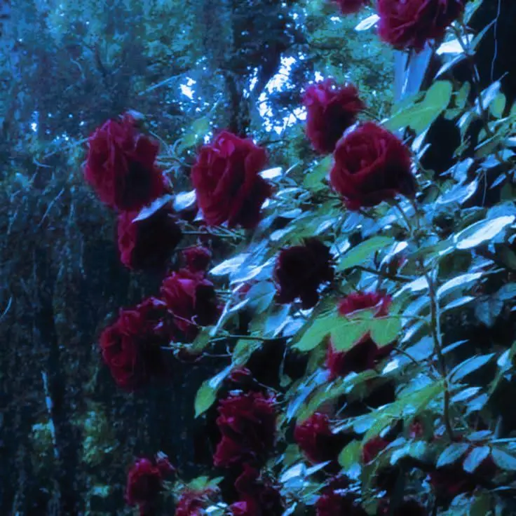 Teruterubozu의 도소빈의 상견례