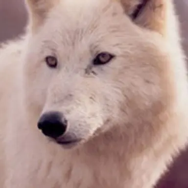 Profile image of 늑대