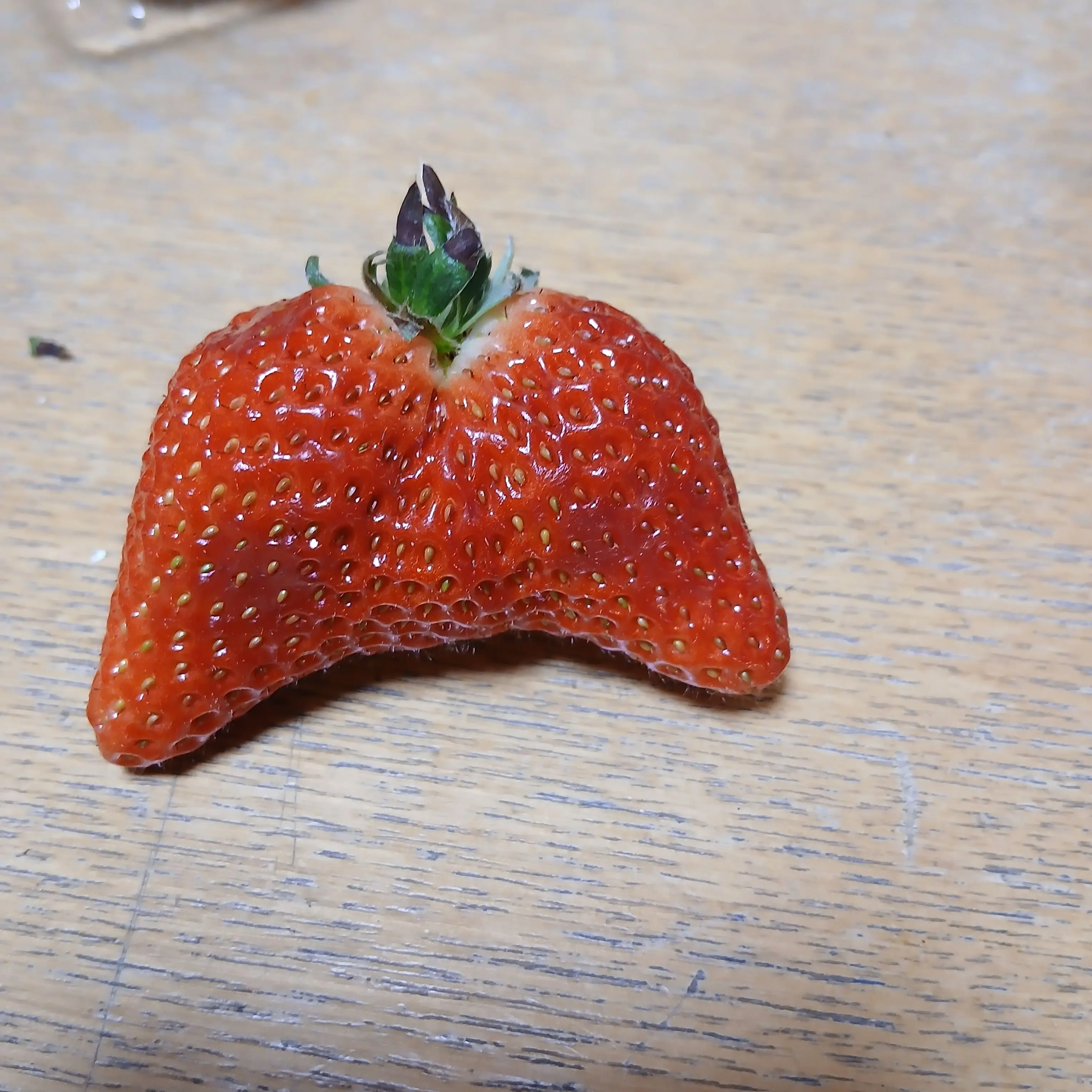 CasualApple5543의 猫化