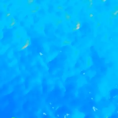 Profile image of 코이