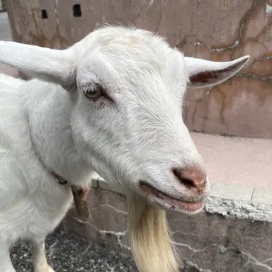 Profile image of Meigyo