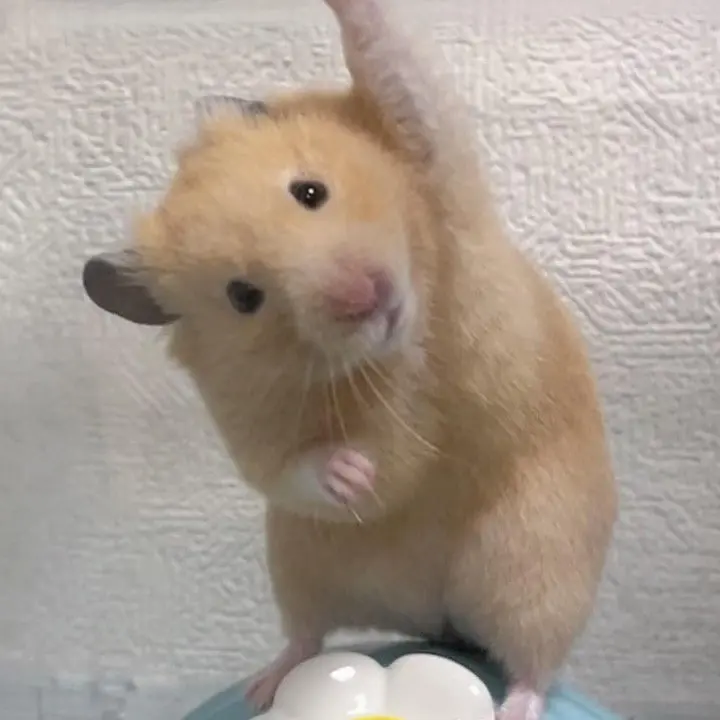 YeastyFrug0944의 손육공 황시후