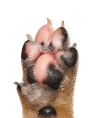 Profile image of Dog Life