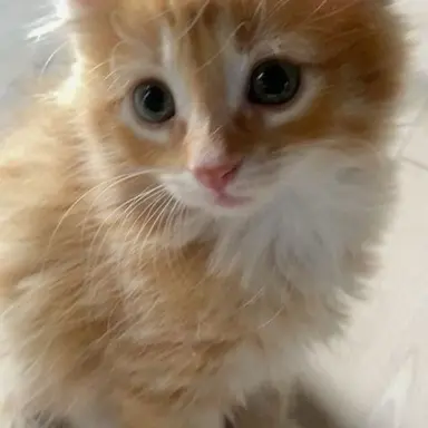 Profile image of 레아