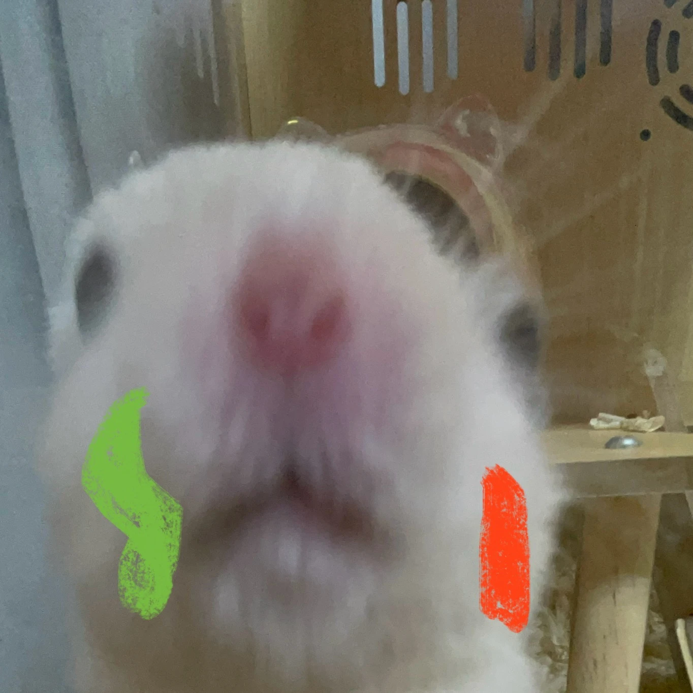 콜리