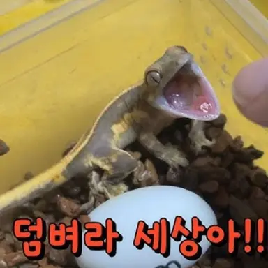 Profile image of 곶감이