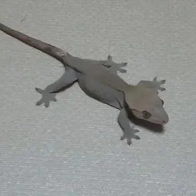 Profile image of 빠밤이